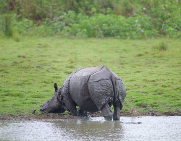 istock One Horned Rhino from Kaziranga 1618537342