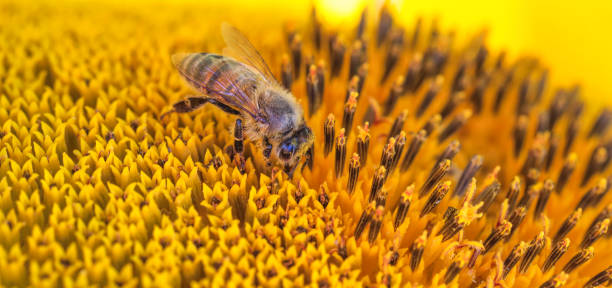 istock Bee Beauty: Medoza Bee Savoring Sunflower Nectar in Nature's Embrace 1618537372