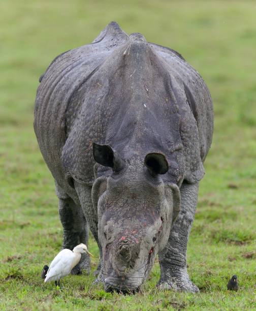 istock One Horned Rhino from Kaziranga 1618539735