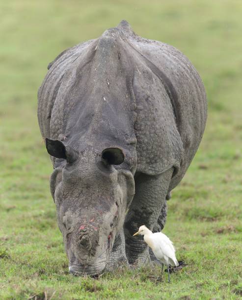 istock One Horned Rhino from Kaziranga 1618539966