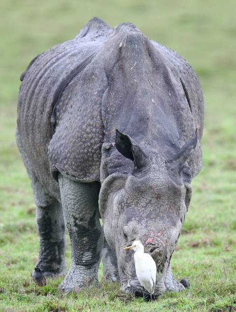 istock One Horned Rhino from Kaziranga 1618540274