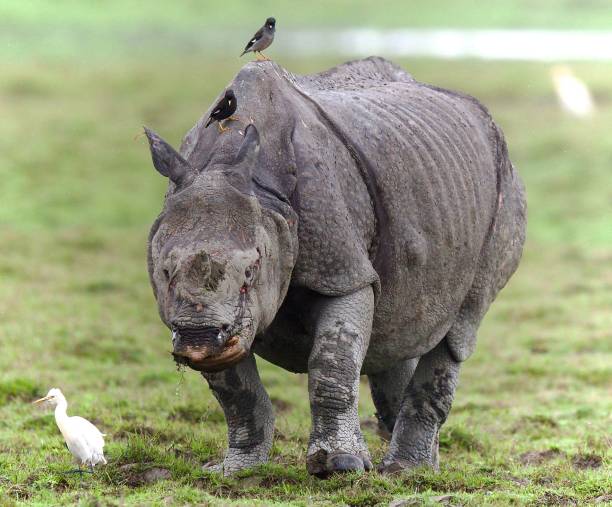 istock One Horned Rhino from Kaziranga 1618540293