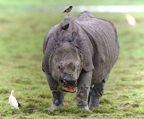 istock One Horned Rhino from Kaziranga 1618540810