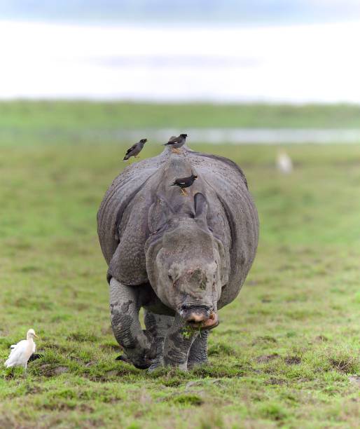 istock One Horned Rhino from Kaziranga 1618540818