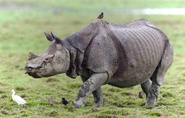 istock One Horned Rhino from Kaziranga 1618540823