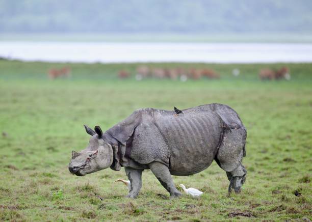 istock One Horned Rhino from Kaziranga 1618541345
