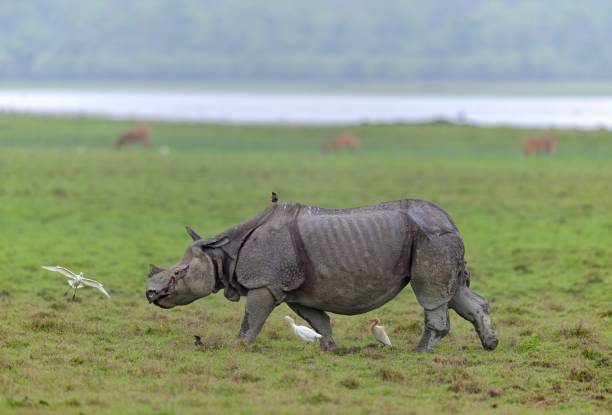 istock One Horned Rhino from Kaziranga 1618541367