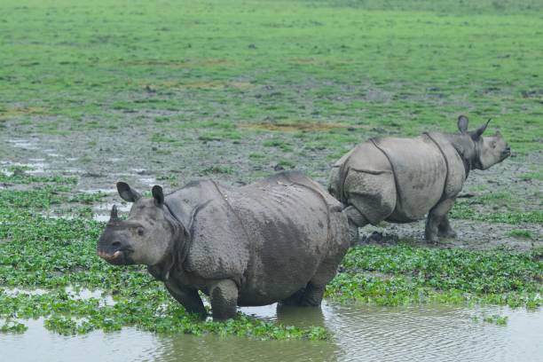 istock One Horned Rhino from Kaziranga 1618541369