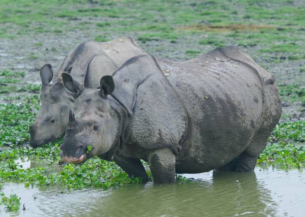istock One Horned Rhino from Kaziranga 1618541891