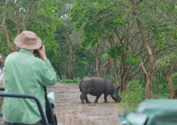 istock One Horned Rhino from Kaziranga 1618542410