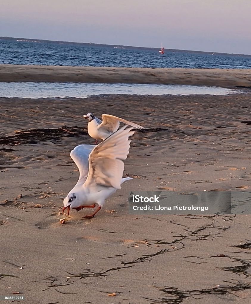 Seagull On The Beach Eating A Piece Of Mcdonalds Hamburger Stock Photo Biology Diagrams