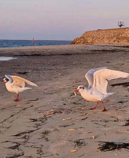 Two seagull on the beach, one holding in his beak a McDonald’s fried potato