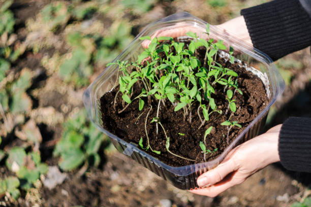 istock Tomato seedlings in the spring. Planting and gardening at springtime. Selective focus 1618548392