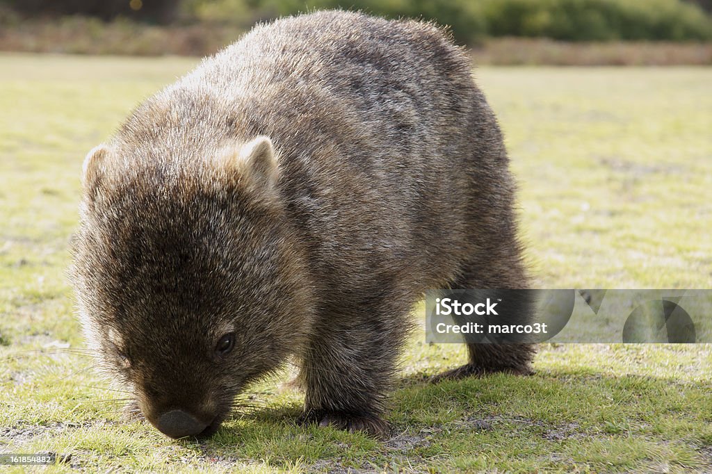 Wombat - Photo de Wombat libre de droits