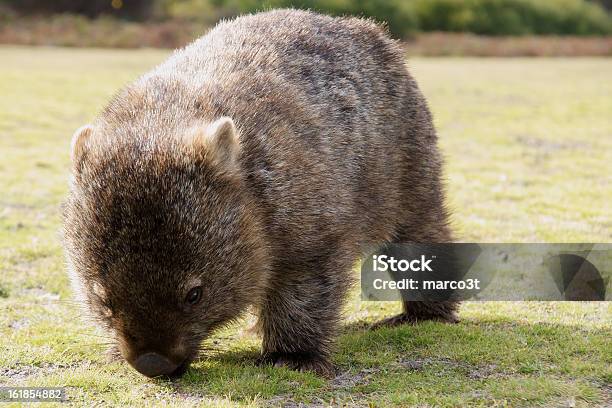 Wombat - Fotografias de stock e mais imagens de Wombat - Wombat, Animal, Ao Ar Livre