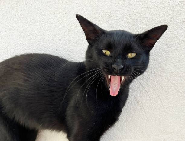 istock Funny meowing cat sticking out tongue. 1618554063