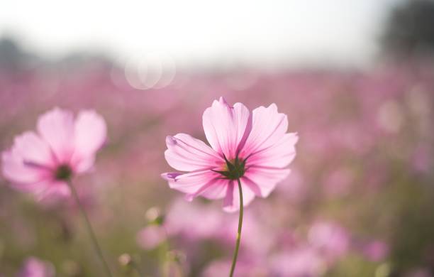 Pink cosmos flower on a sunny day stock photo