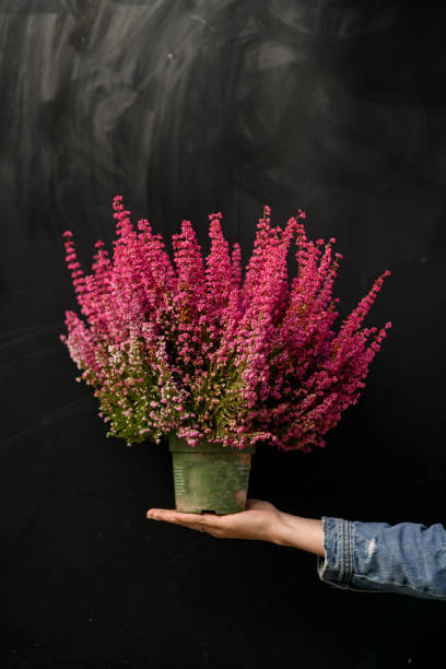 bright pink flowering heather plant in pot in female hand. Close-up. bright pink flowering heather plant growing in flower pot in female hand. Close-up. Home decor erica flower stock pictures, royalty-free photos & images