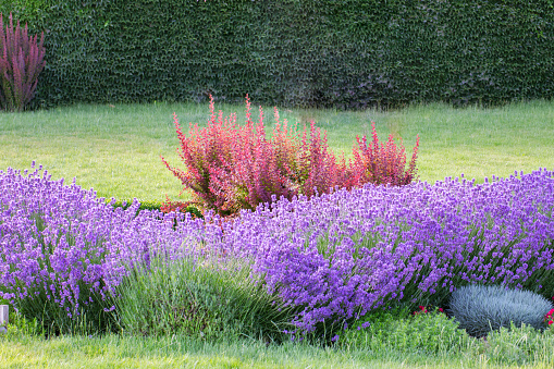 Nature's Tapestry: Flourishing Lavender Bushes in Backyard Paradise