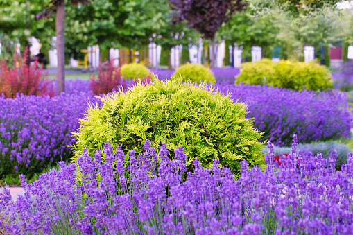 Elegance in Nature: Showcasing Lavender's Majesty in Backyard Design