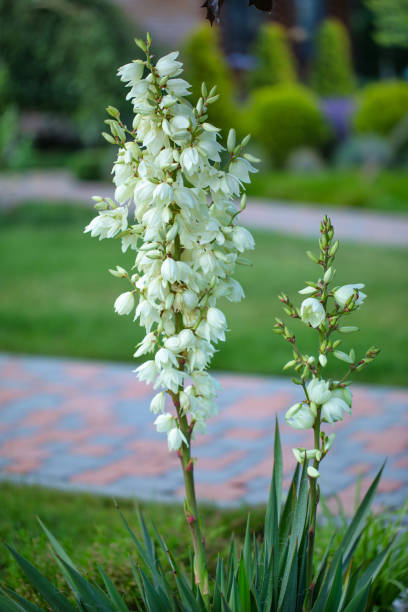 istock Whispers of Delight: Unveiling the Yucca Flower's Splendor 1618558428