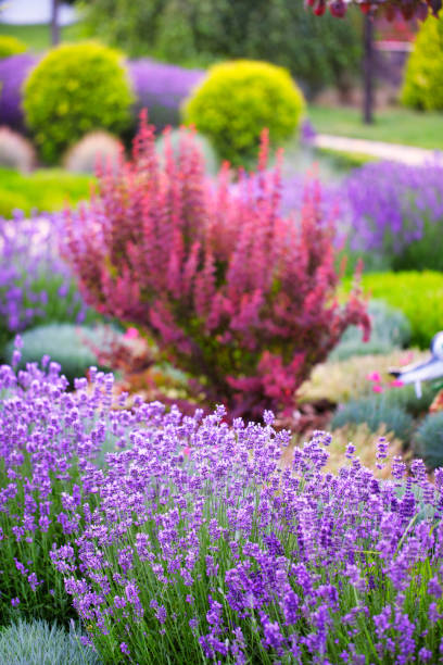 Purple Lavender Flower Fields, Kawaguchi, Japan