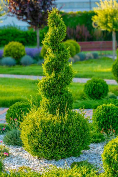 istock Evergreen Elegance: Capturing the Beauty of Thuja Balls 1618558967