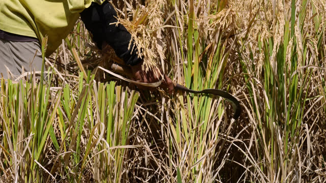 Farmer gather plants in bunch and cut off using simple sickle, close slow motion