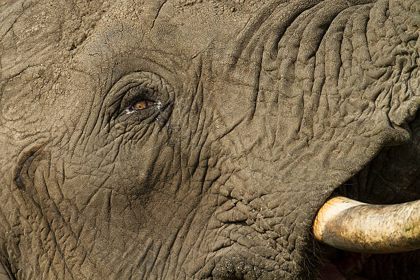 目のワイルドなアフリカの象 ストックフォト