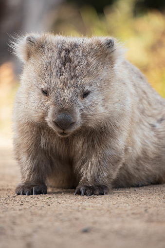 Wild Wombat at Maria Island in Tasmania