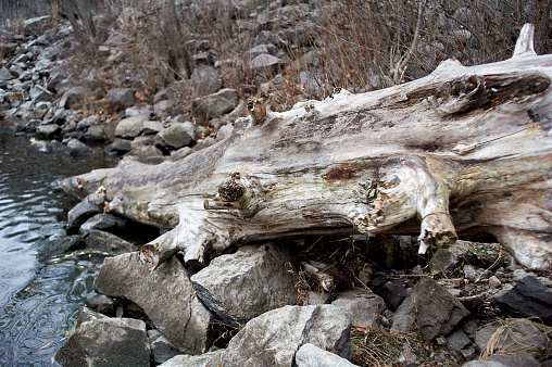 Large dry log on wet boulders near the water, autumn