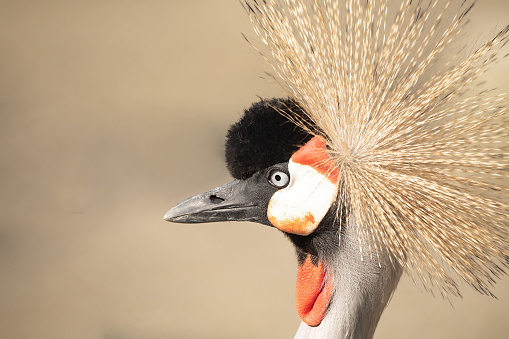 Majestic Beauty Unveiled: The Enchanting Grey Crowned Crane