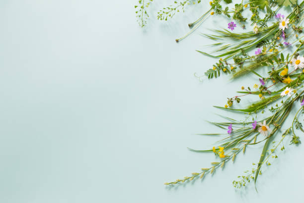 istock wild grass and flowers on green paper background 1618594286
