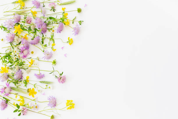 istock summer wild flowers on white paper background 1618594837