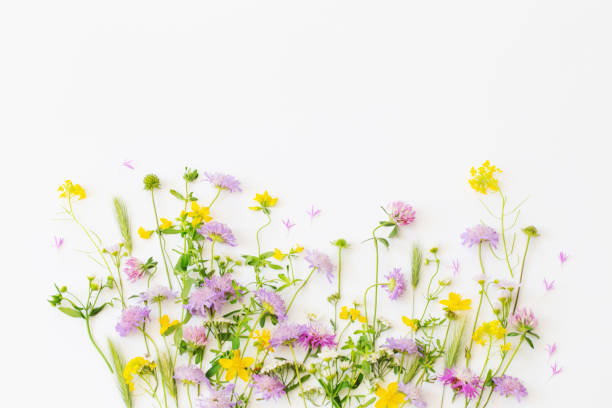 istock summer wild flowers on white paper background 1618594839