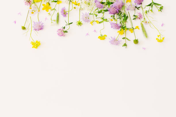 istock summer wild flowers on white paper background 1618594859