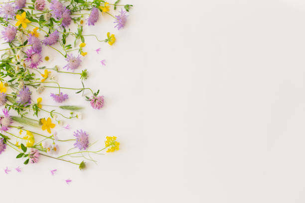 istock summer wild flowers on white paper background 1618594895