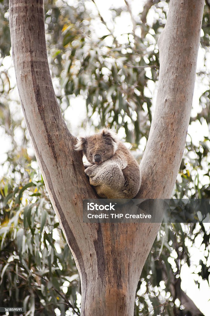 Oso Koala en Crook de Wild gomero, Australia - Foto de stock de Aire libre libre de derechos