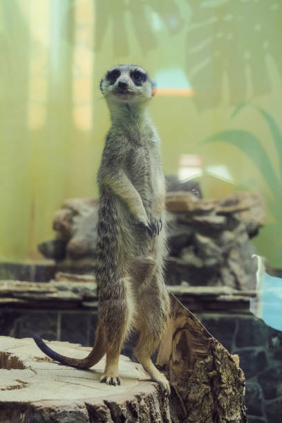 istock Meerkat stands in sentinel pose on a wooden stump 1618596554