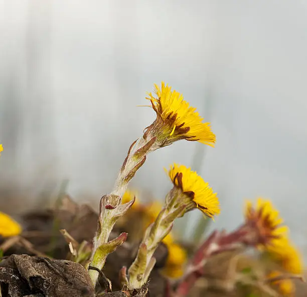 Coltsfoot flowers (Tussilago farfara) This flower is often used in herbal tea.