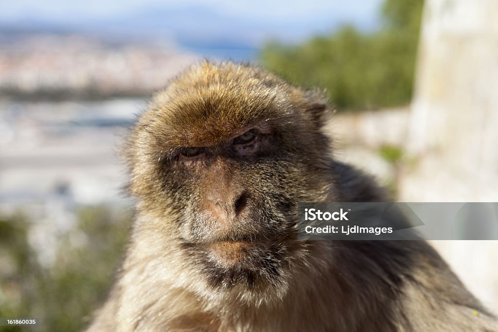 Fijamente macaco primer plano - Foto de stock de Aire libre libre de derechos