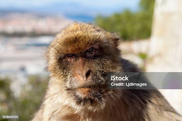 Fijamente Macaco Primer Plano Foto de stock y más banco de imágenes de Aire libre - Aire libre, Animal, Animales salvajes