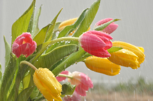 Pink and Yellow Tulips in the rain