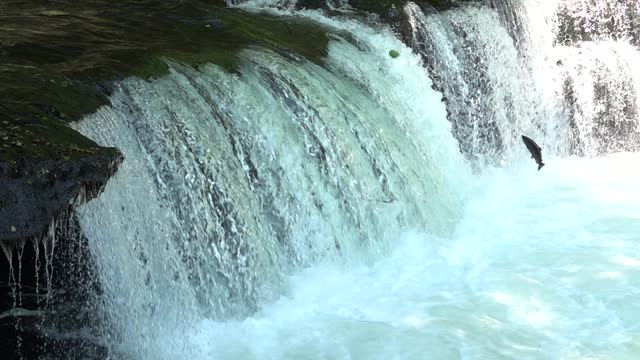 Cherry salmon climbing a waterfall in Hokkaido.