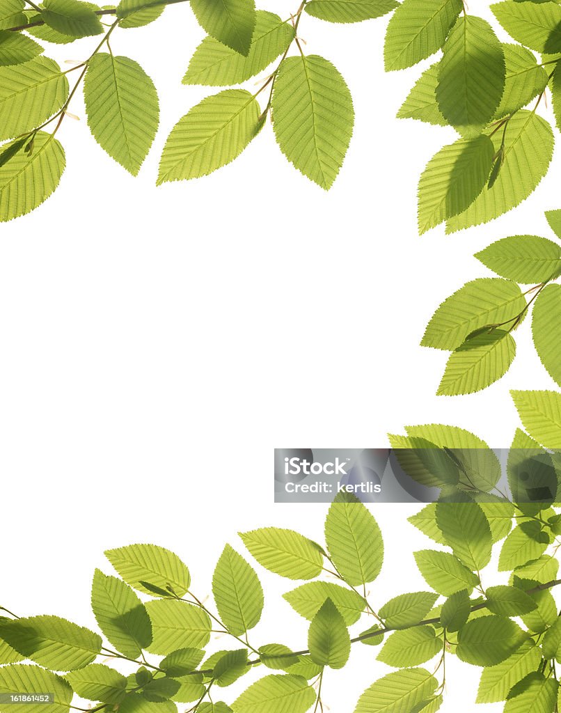 Frühling Dekoration natürlichen grünen Blätter - Lizenzfrei Anfang Stock-Foto
