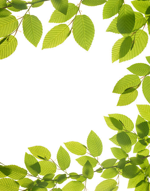 istock Spring Decoration - Natural Green Leaves 161861452