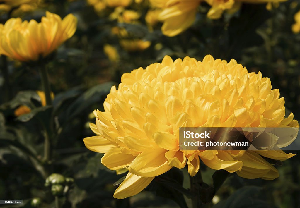 Flores de Amarela chrysanthemums - Foto de stock de Amarelo royalty-free