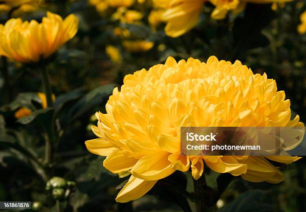 Foto de Flores De Amarela Chrysanthemums e mais fotos de stock de Amarelo - Amarelo, Beleza natural - Natureza, Cabeça da flor