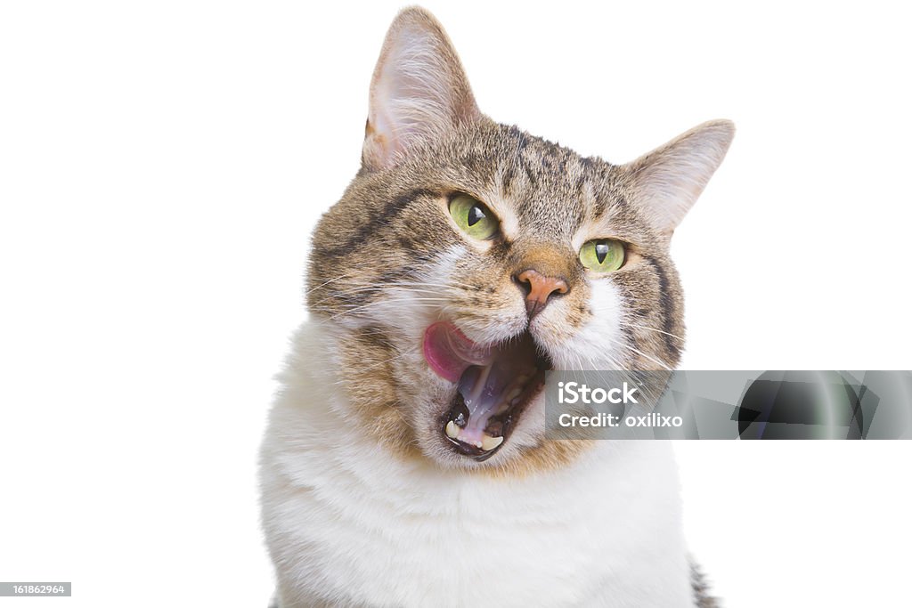 Lecken Katze mit grünen Augen, isoliert auf weiss - Lizenzfrei Bizarr Stock-Foto