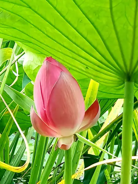 A charming lotus blossomed inside the pond.